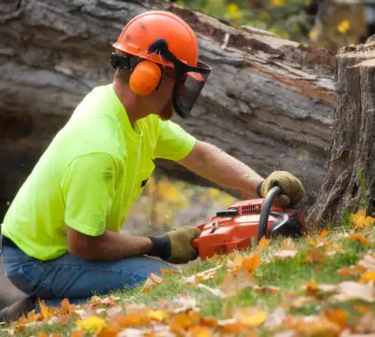 tree services Lynbrook